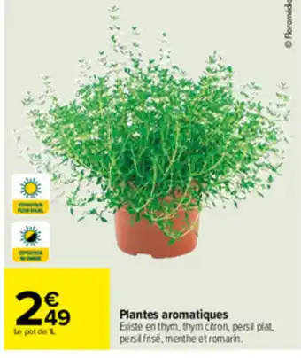 Carrefour Plantes aromatiques offre