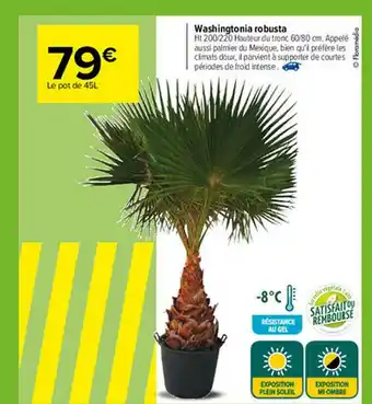 Carrefour Washingtonia Robusta offre