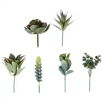 Action Plantes grasses pour bricolage offre