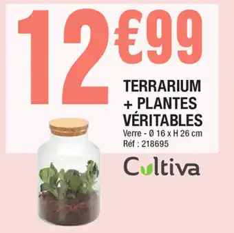 La Foir'Fouille Terranium + Plantes Véritables offre