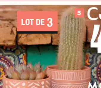 La Foir'Fouille Trio de Véritables Plantes offre