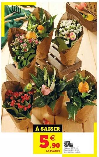 Hyper U Mixte plantes fleuries offre