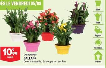 ALDI Gardenline calla offre