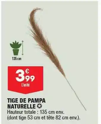 ALDI Tige de pampa naturelle offre