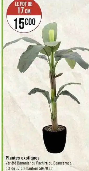 Géant Casino Plantes exotiques offre