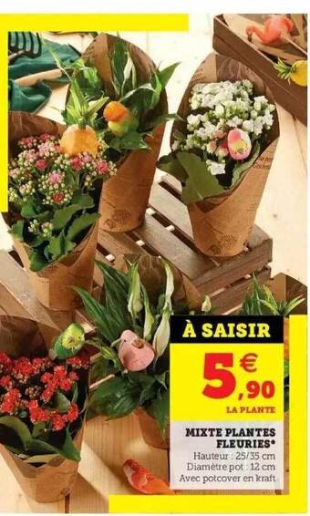 Hyper U Mixte plantes fleuries offre