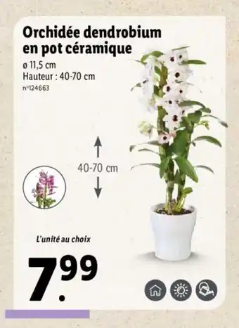 Lidl Orchidée fendrobium en pot céramique offre