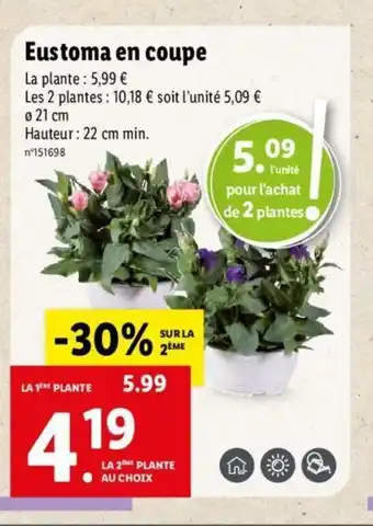 Lidl Eustoma en coupe offre
