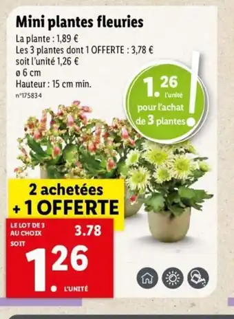 Lidl Mini Plantes fleuries offre
