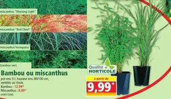 Norma Bambou ou miscanthus offre