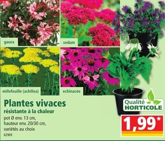 Norma Plantes vivaces offre