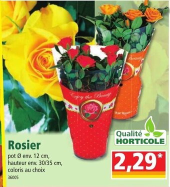 Norma Rosier offre
