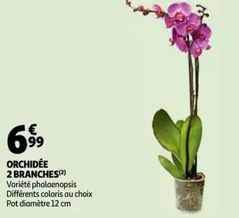 Auchan Orchidée 2 branches offre