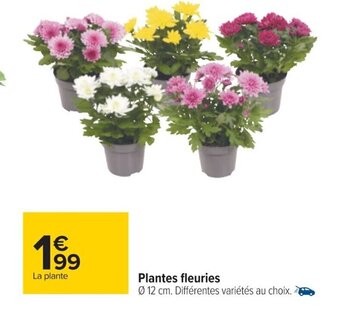 Carrefour Plantes Fleuries offre