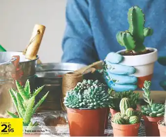Carrefour Market Foire aux cactus offre