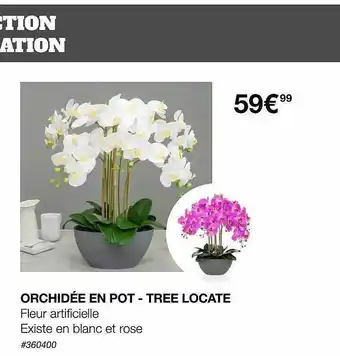 Orchidée en pot-tree locate