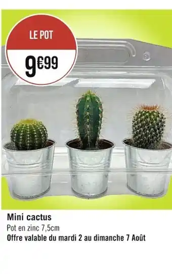 Mini Cactus