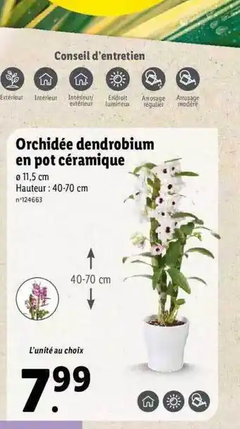 Lidl Orchidée dendrobium en pot céramique offre