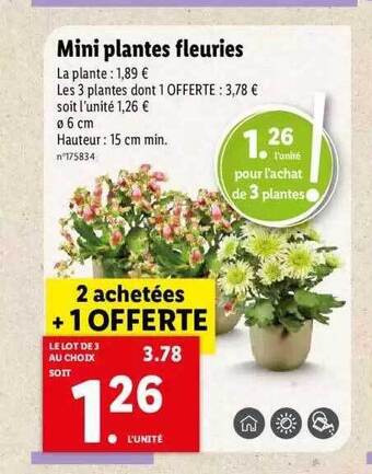 Lidl Mini plantes fleuries offre