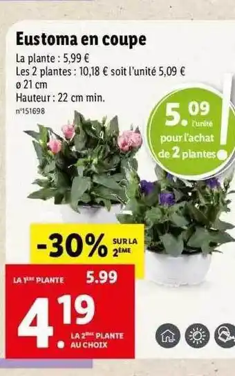 Lidl Eustoma en coupe offre