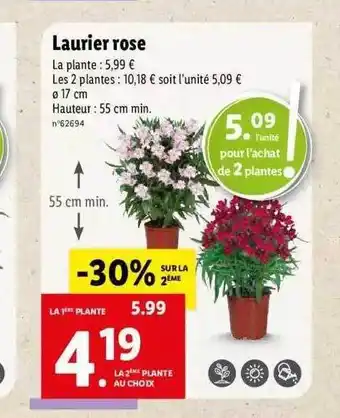 Lidl Laurier rose offre