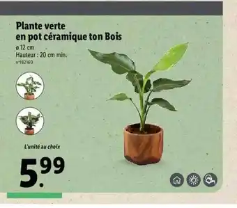 Lidl Plante verte en pot céramique ton bois offre