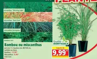 Norma Bambou oou miscanthus offre