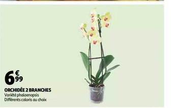 Auchan Orchidée 2 branches offre