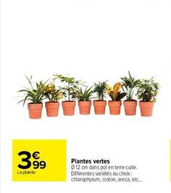 Carrefour Plantes vertes offre