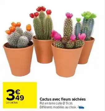 Carrefour Cactus avec fleurs séchées offre