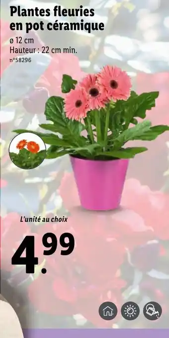 Lidl Plantes fleuries en pot céramique offre
