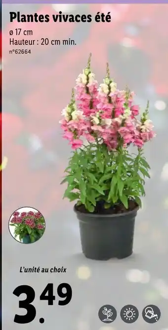 Lidl Plantes vivaces été offre