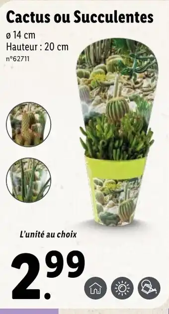 Lidl Cactus ou Succulentes offre