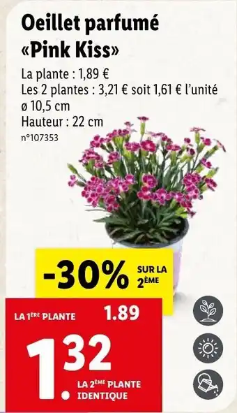 Lidl Oeillet parfumé offre