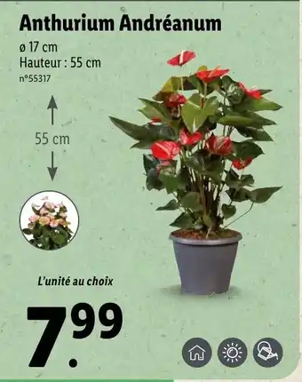Lidl Anthurium Andréanum offre