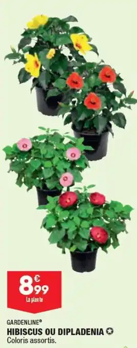 ALDI GARDENLINE hibiscus ou dipladenia offre