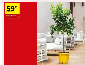 Carrefour Market Citronnier 4 Saison offre