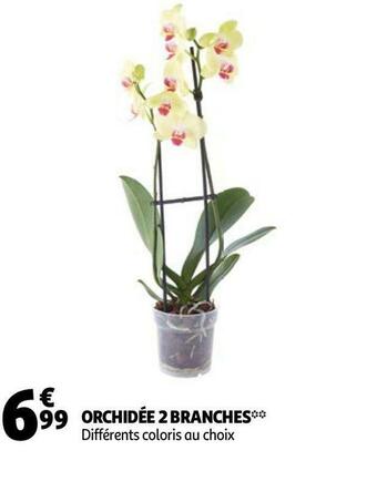Auchan ORCHIDÉE 2 BRANCHES offre