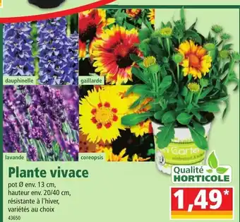 Norma Plante Vivace offre