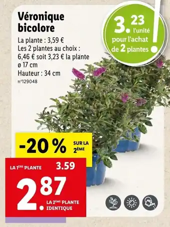 Lidl Véronique bicolore offre