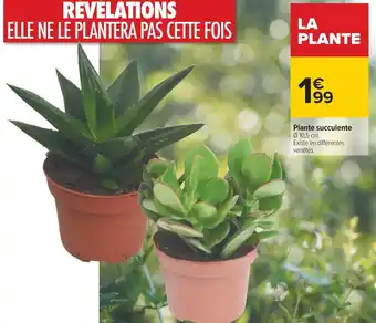 Carrefour Plante succulente offre