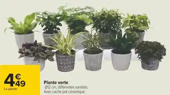 Carrefour Plante verte offre