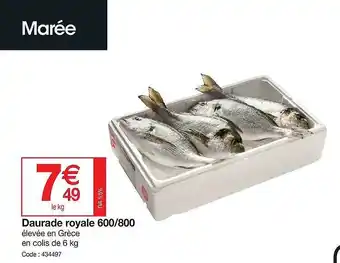 Daurade royale 600-800