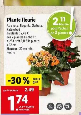 Lidl Plante fleurie offre