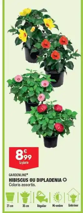 ALDI Hibiscus ou dipladenia gardenline offre