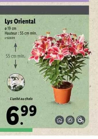 Lys oriental