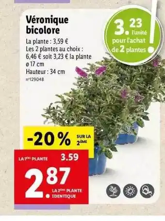 Lidl Véronique bicolore offre