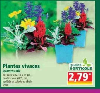 Norma Plantes vivaces quattros mix offre