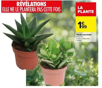 Carrefour Plante succulente offre
