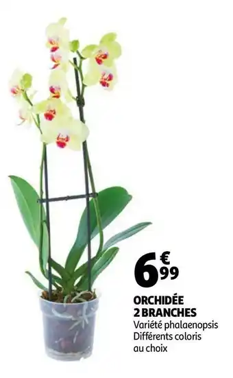 Auchan ORCHIDÉE 2 BRANCHES offre